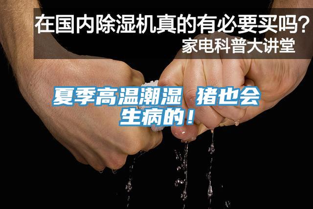 夏季高温潮湿 猪也会生病的！