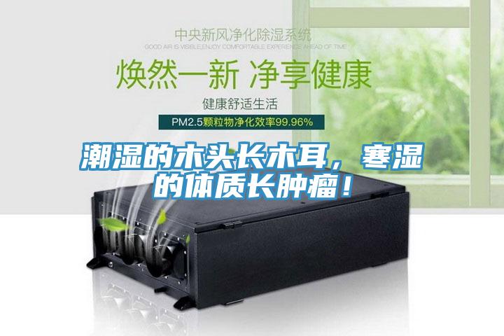 潮湿的木头长木耳，寒湿的体质长肿瘤！