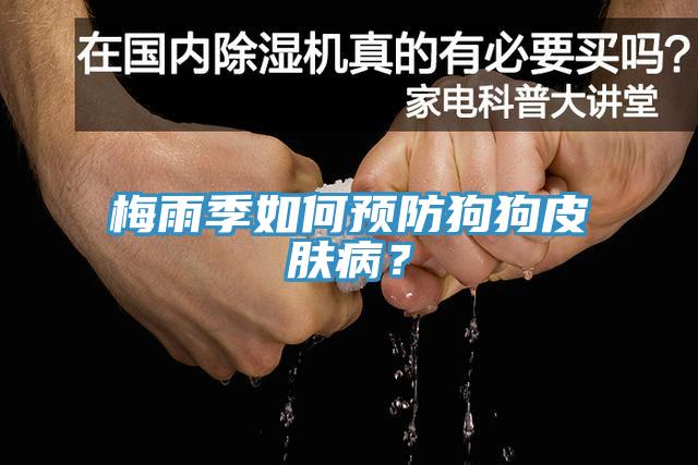 梅雨季如何预防狗狗皮肤病？