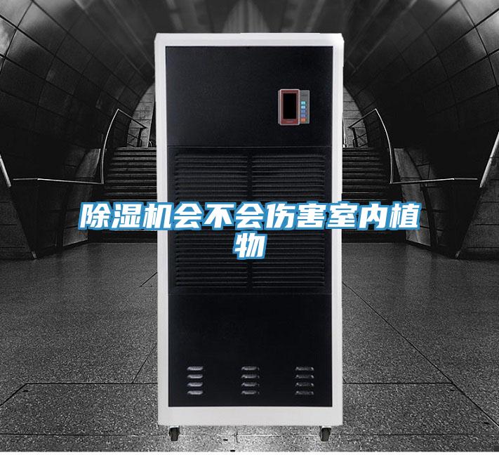 除湿机会不会伤害室内植物