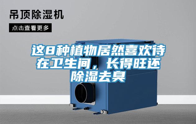 这8种植物居然喜欢待在卫生间，长得旺还除湿去臭